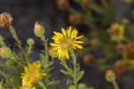 Coastal plain goldenaster